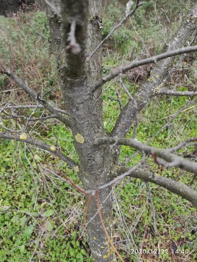 Commiphora 19