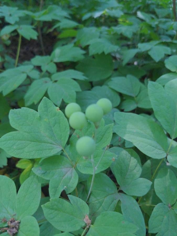 Caulophyllum 17