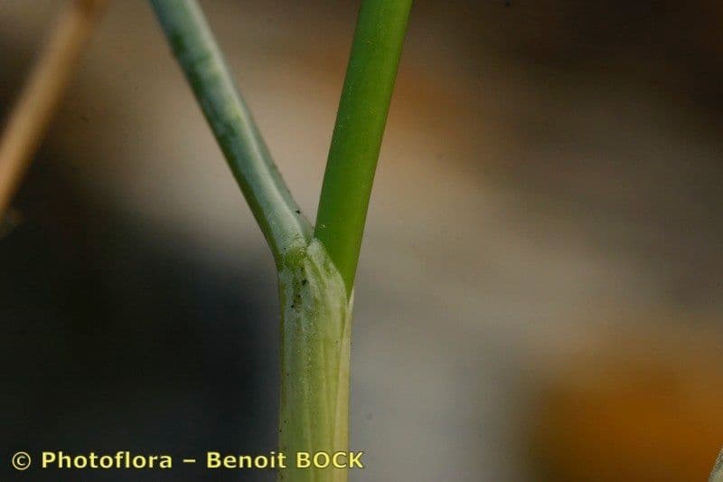 Festuca pallida 16