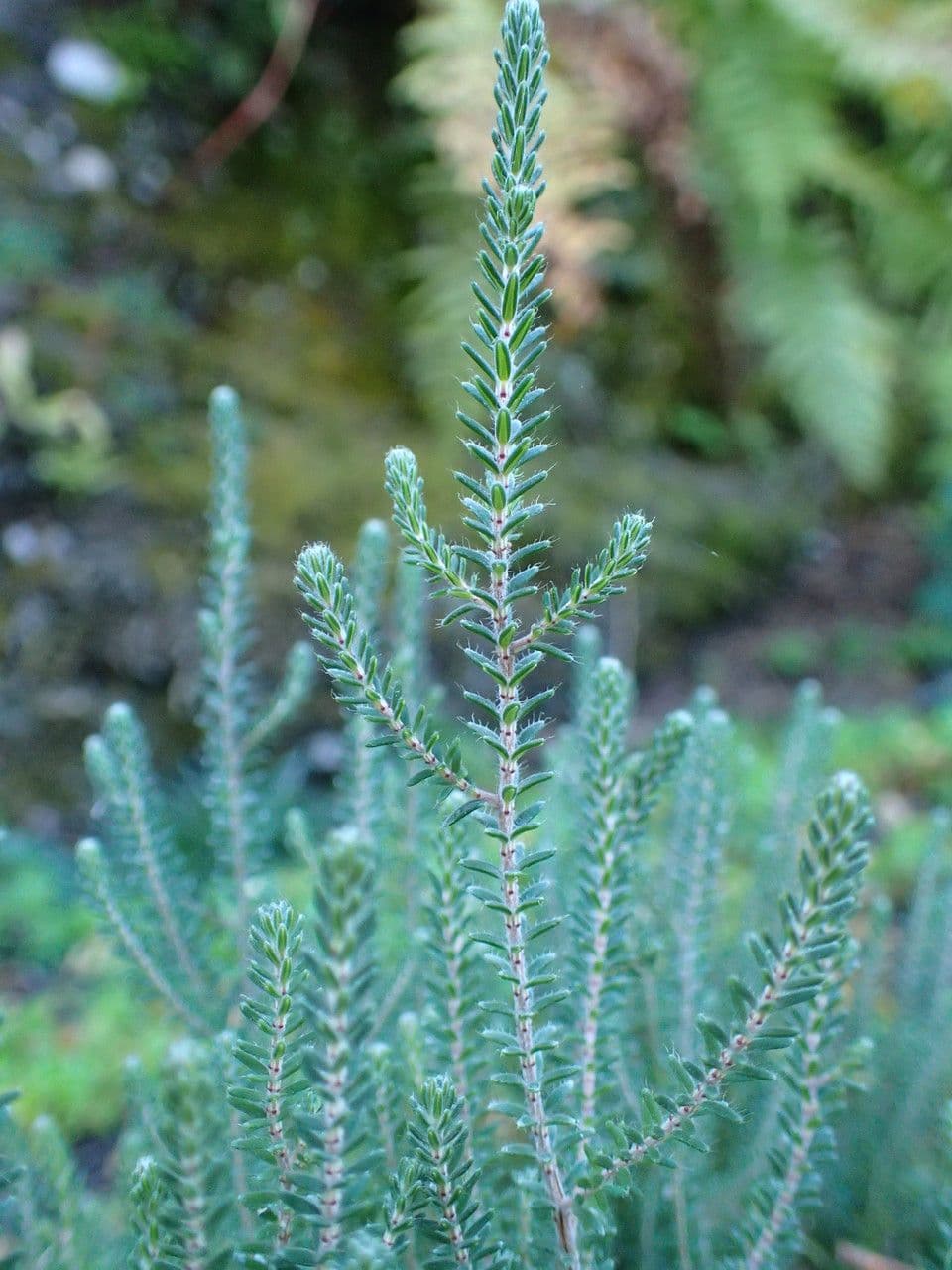Phyllodoce rosata 10
