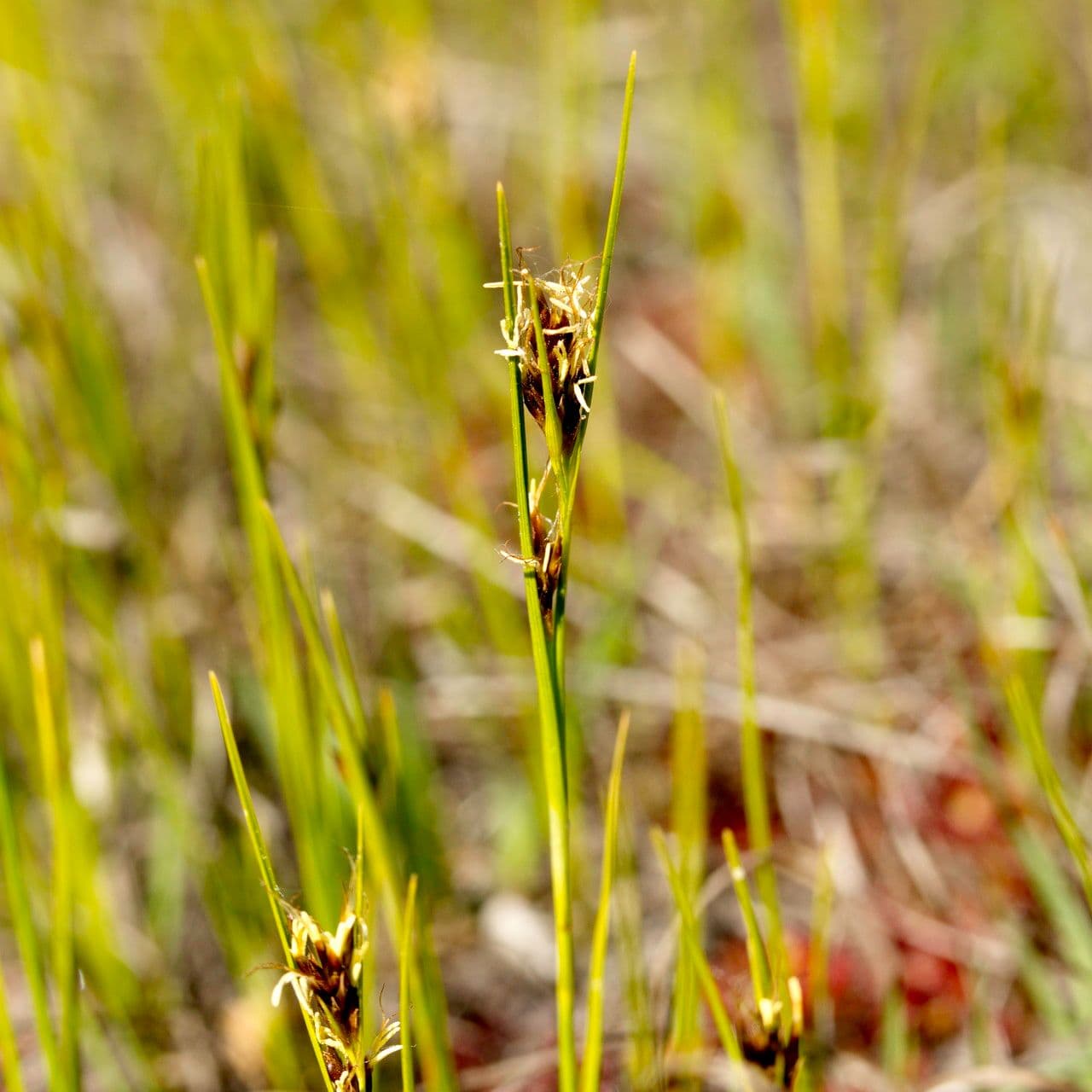 Rincoespora parda 16