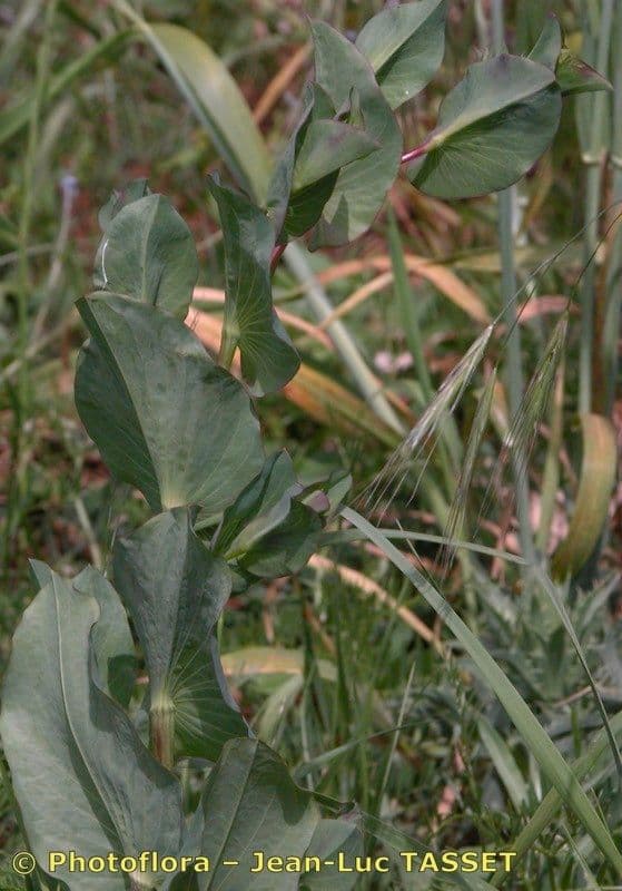 Bupleurum rotundifolium 20