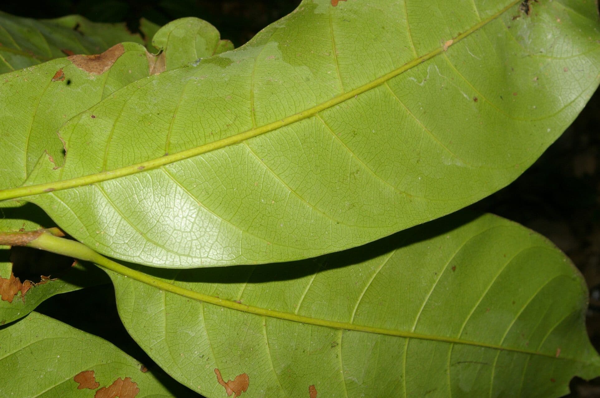 Pouteria 4