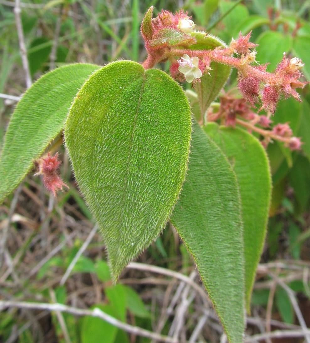 Miconia 11