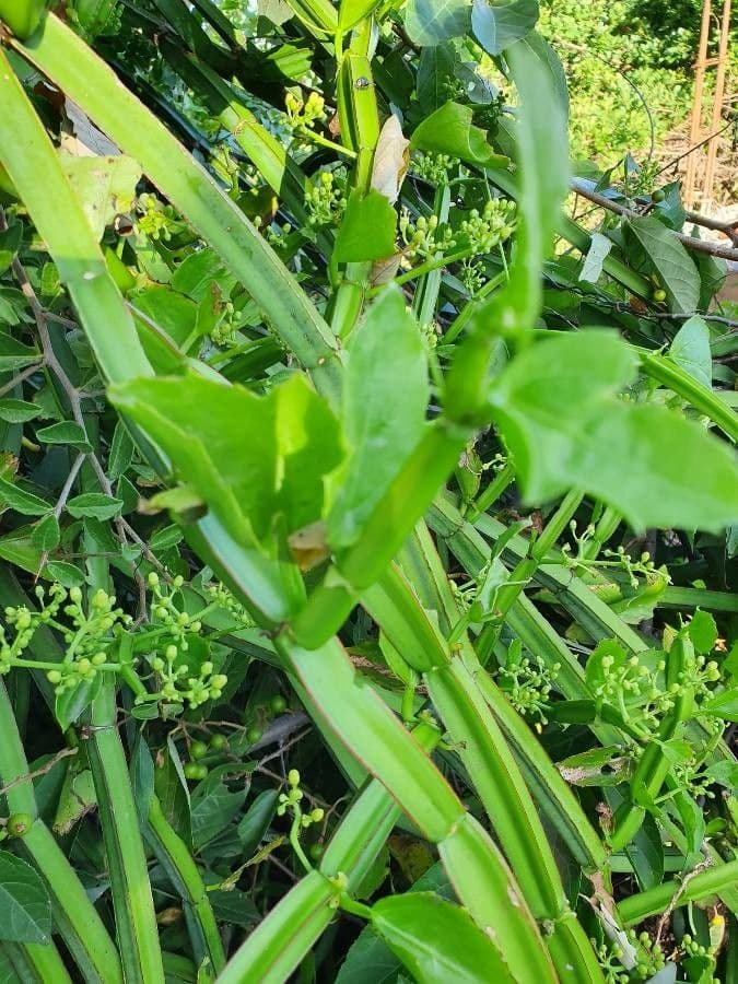 Cissus 28