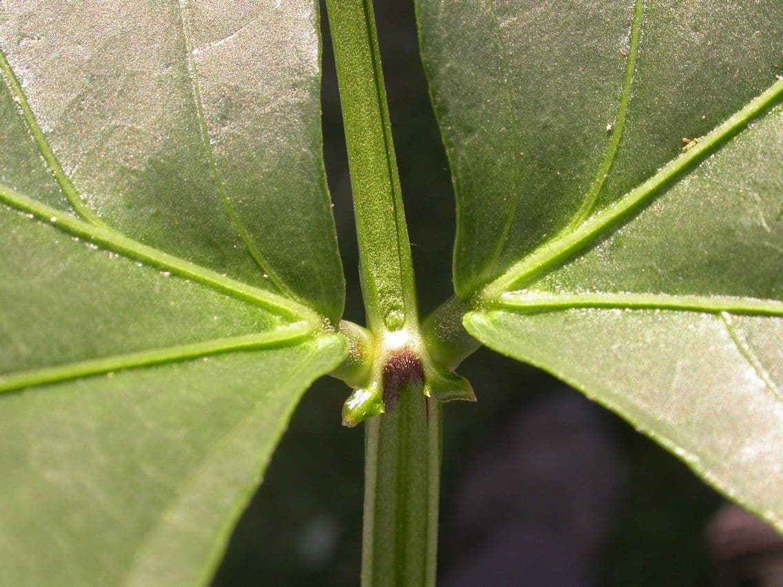 Cornille 20