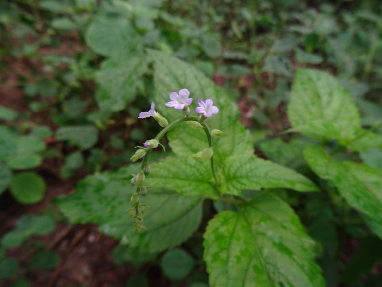 Priva 9