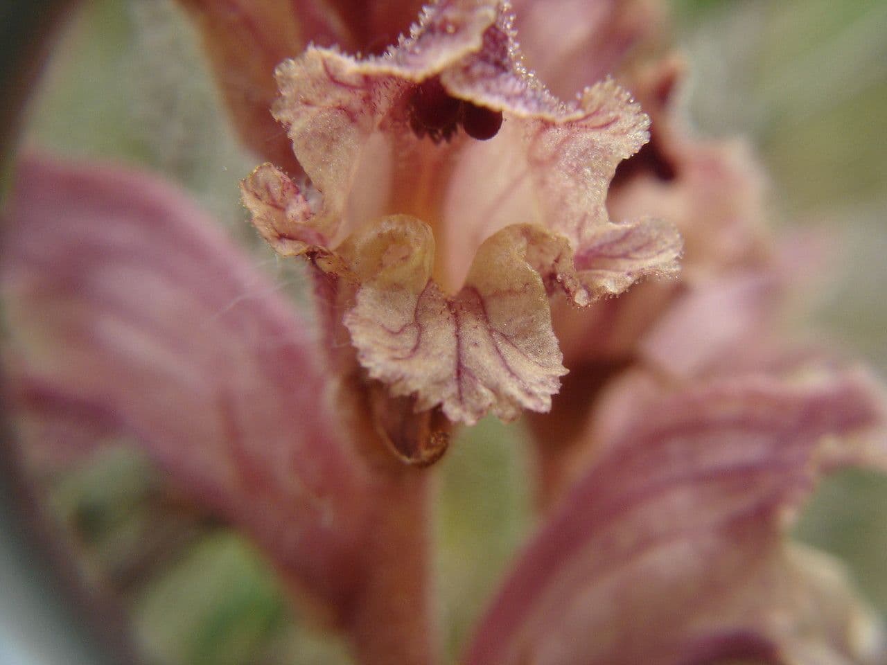 Orobanche alba 5