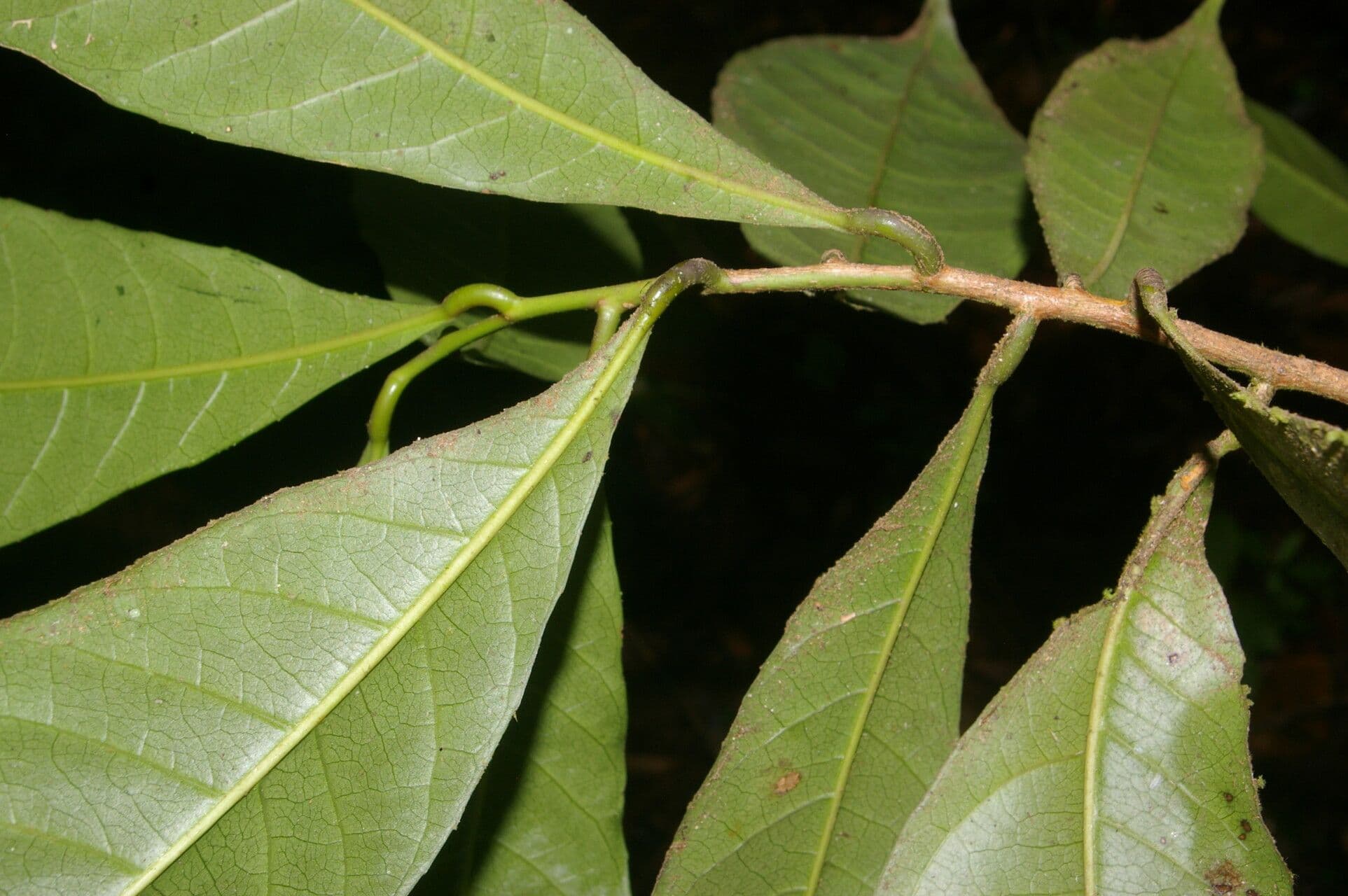 Gymnanthes 10
