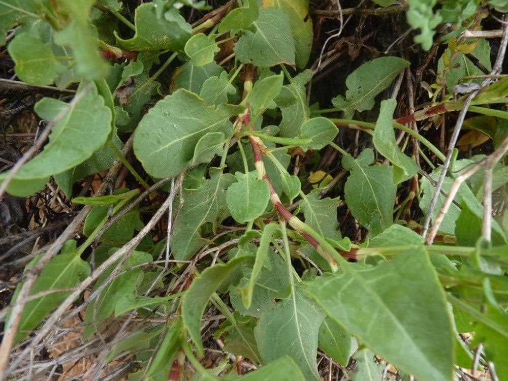 Abreojos 30