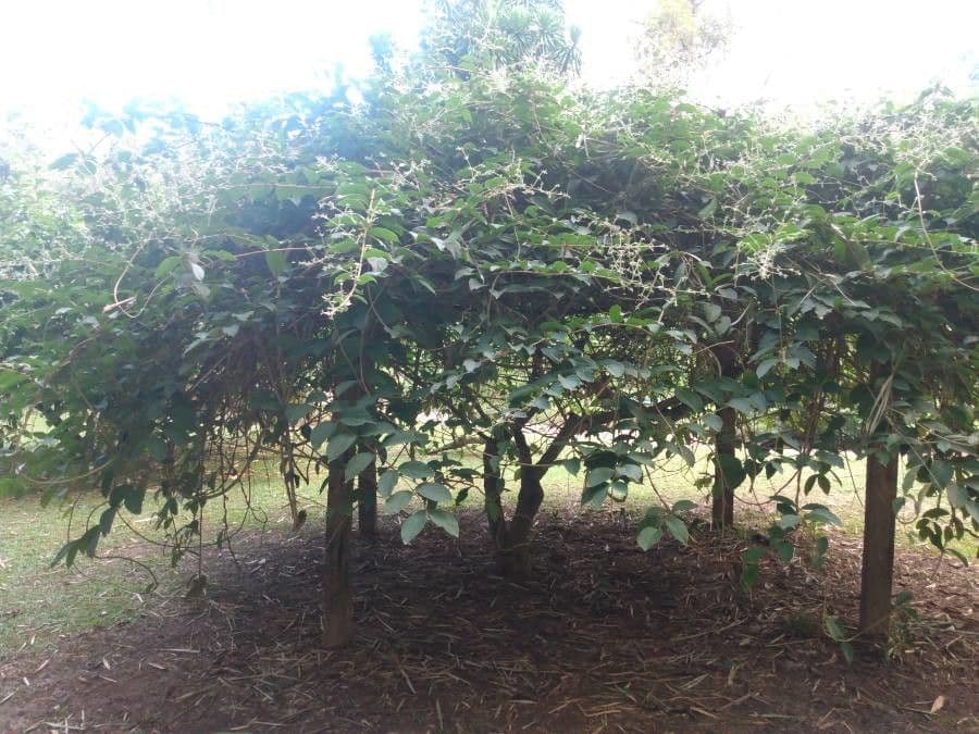 Congea tomentosa 6