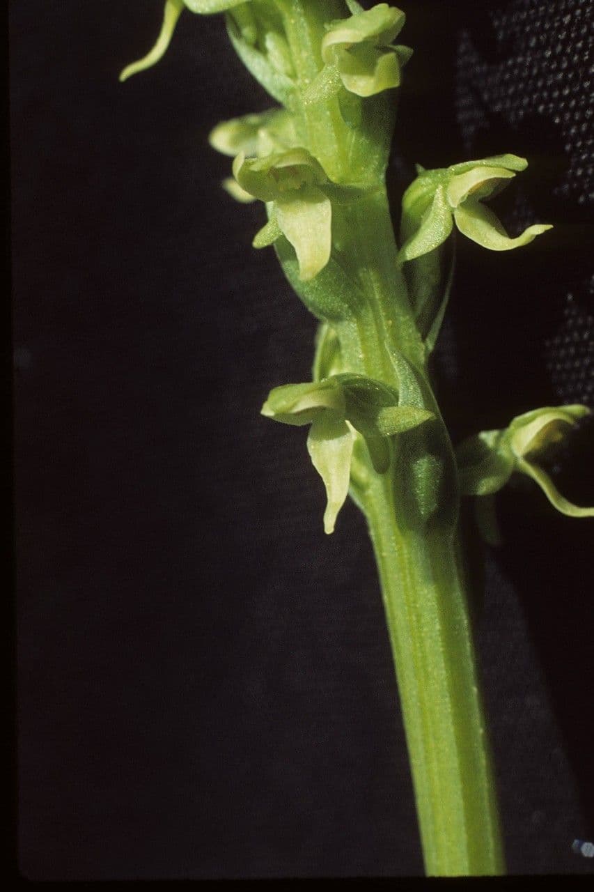 Platantera boreale 3