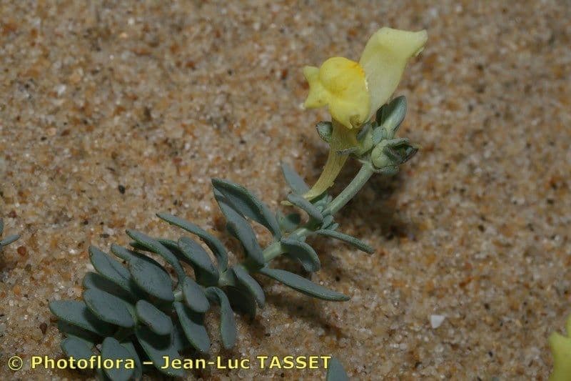 Linaria 22