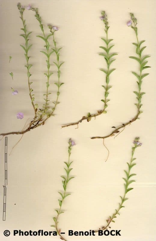 Veronica fruticulosa 23