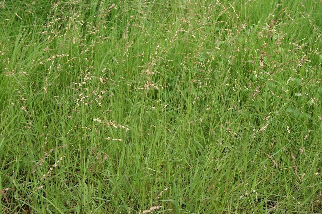 Schöngras 14