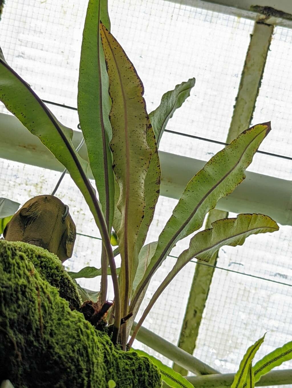 Elaphoglossum