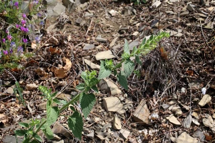 Scutellaria 7