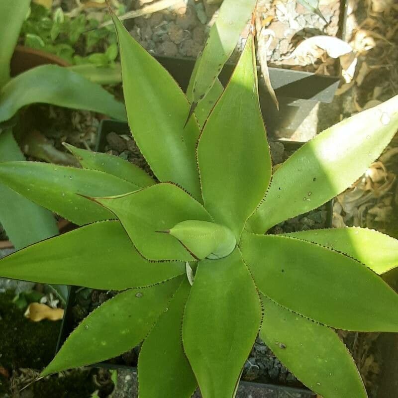 Agave