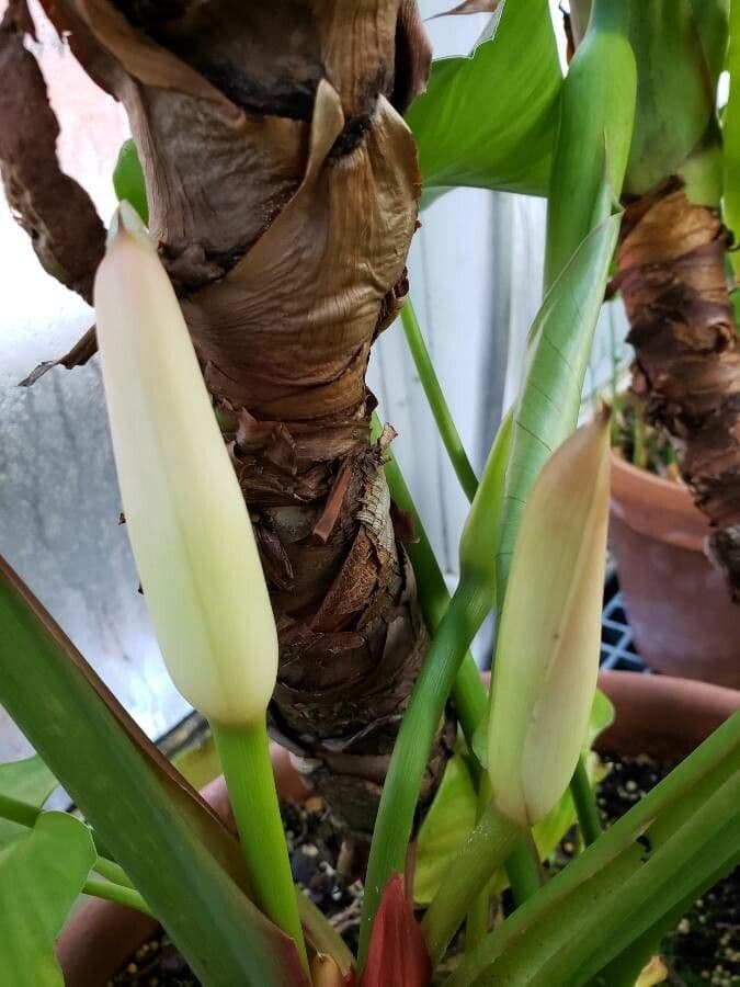 Homalomena