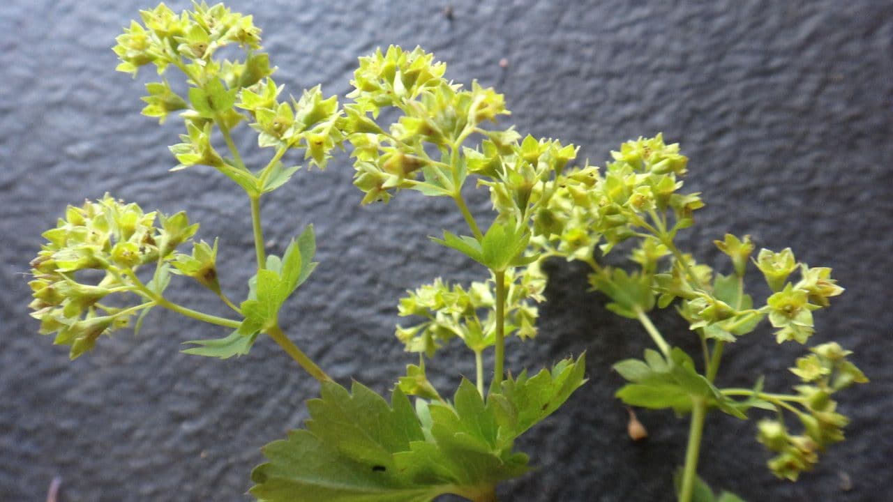 Alchemilla glabra 3