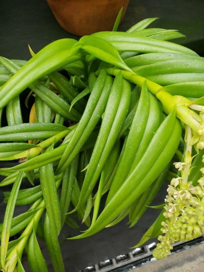 Reichblütige Mycaranthes 4