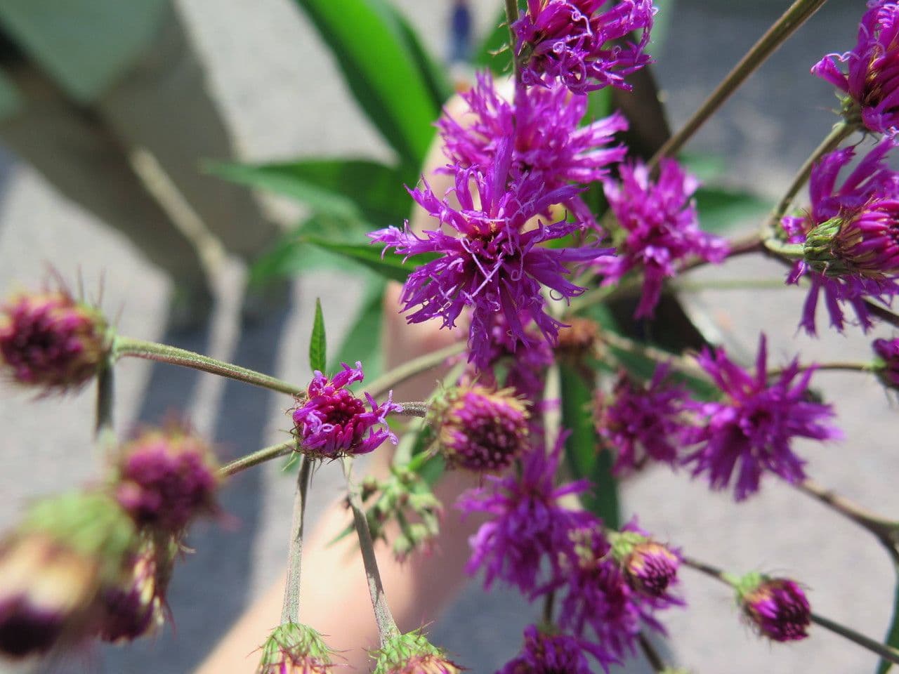 Vernonia 3