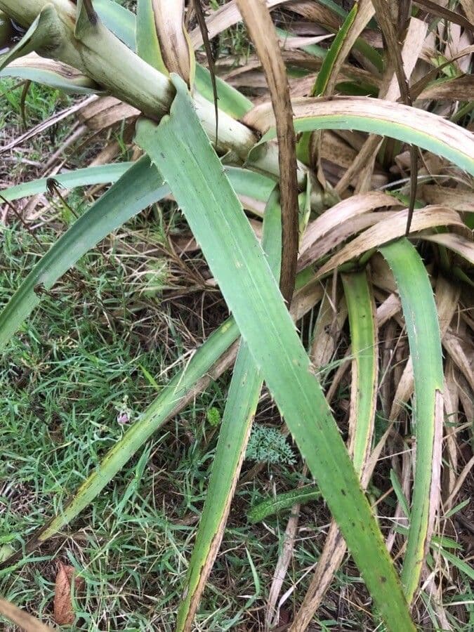 Panicaut à feuilles de pandanus 15