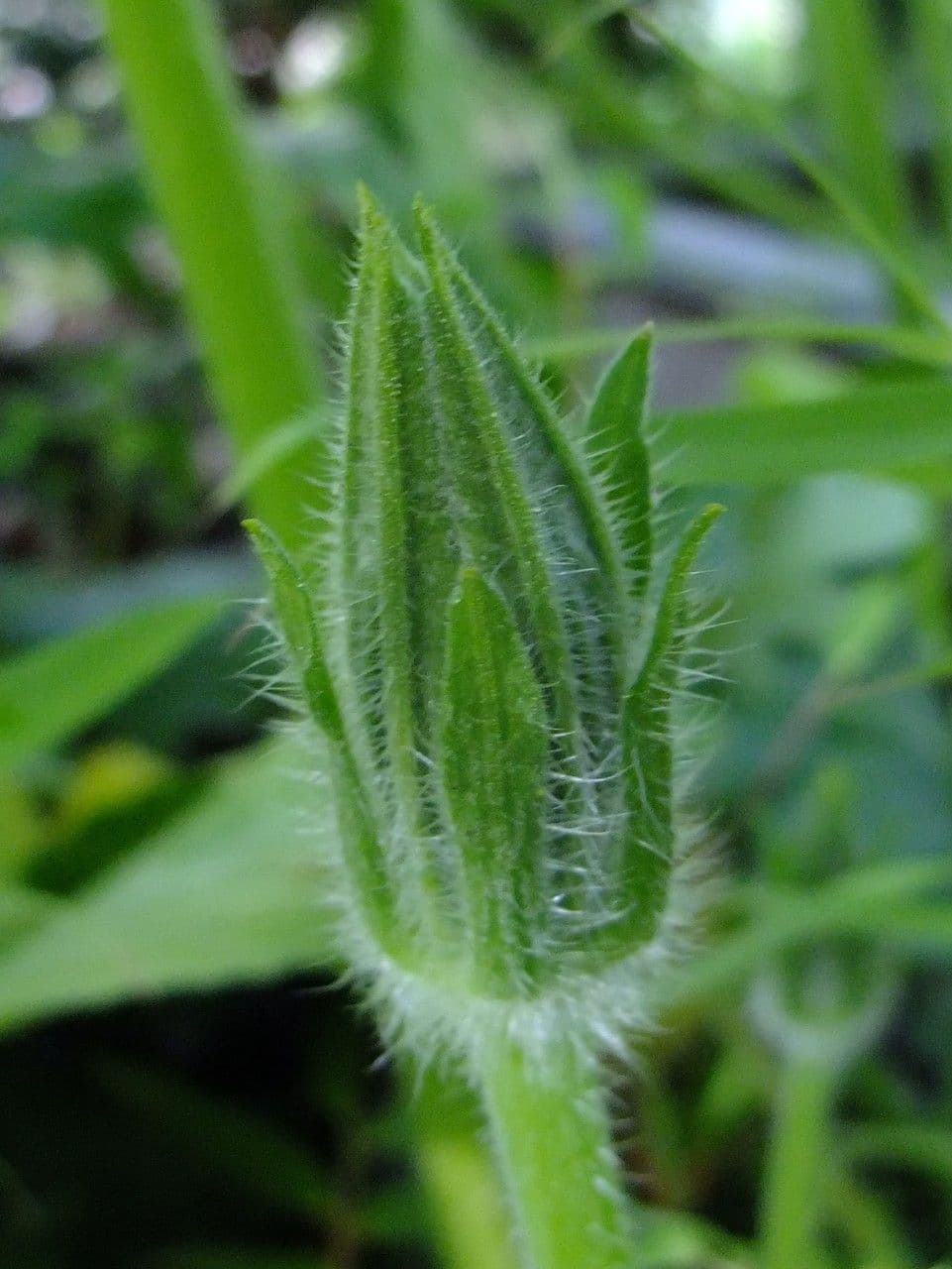 Zucca moscata 22