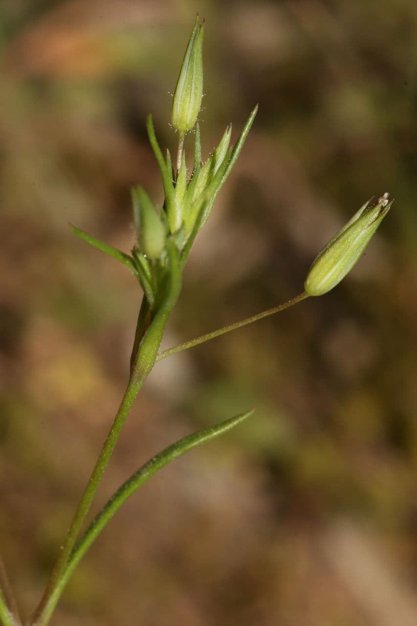 Minuartia ibrida 3
