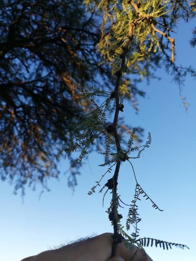 Mesquite 4