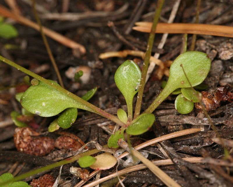 Montia 6