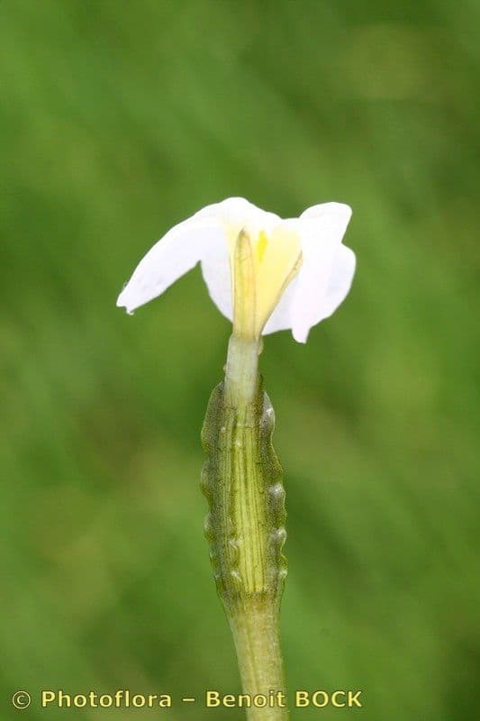 Ottelia alismoides 5