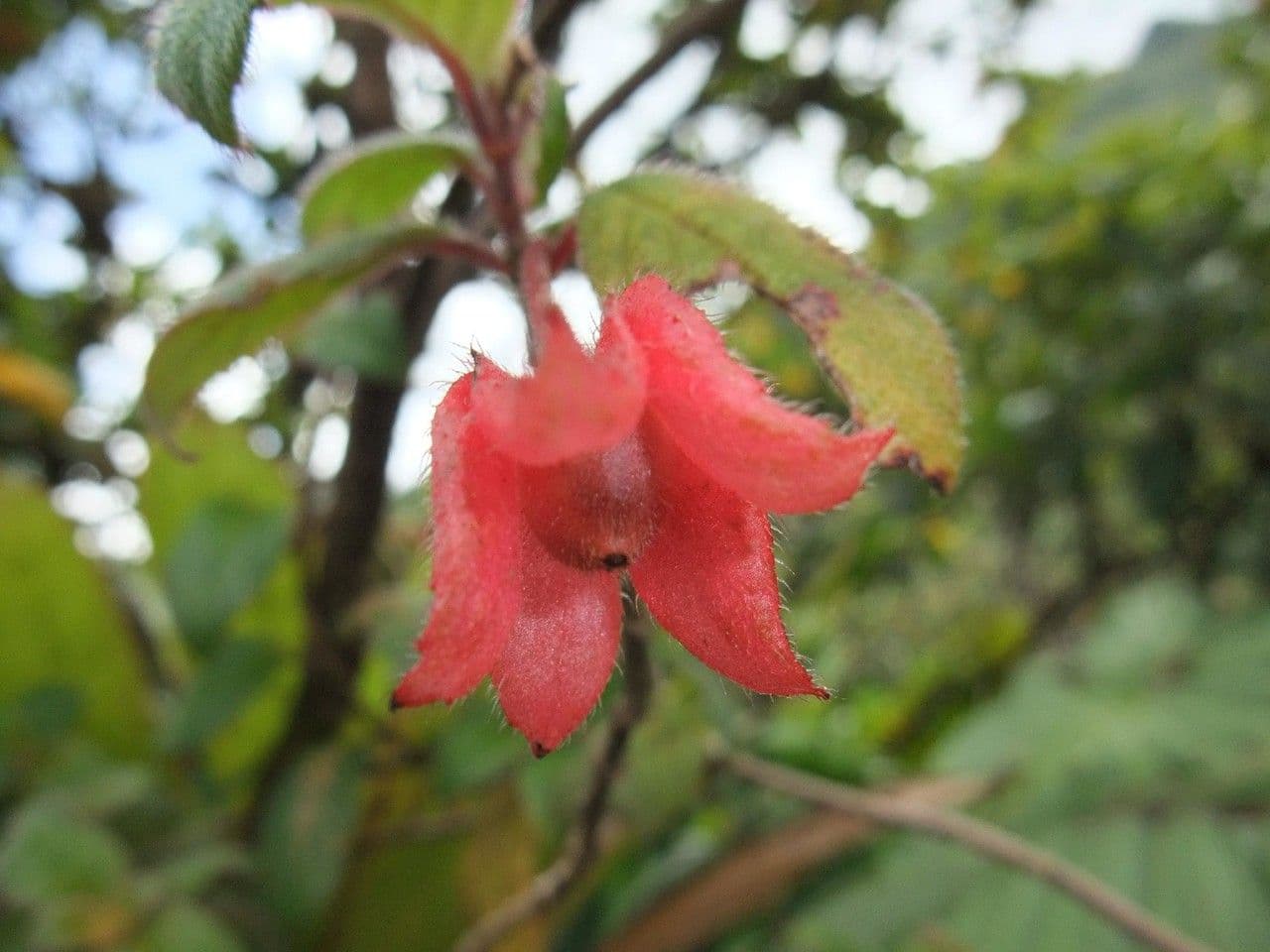 Crantzia 6