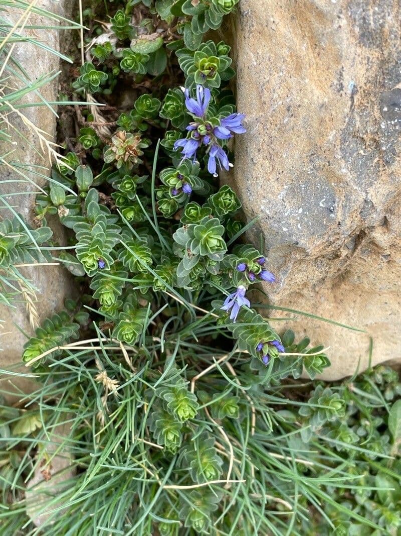 Veronica pirenaica 2