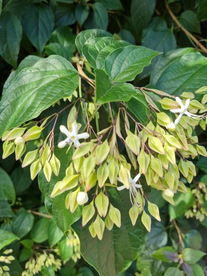 Clerodendrum indicum 7