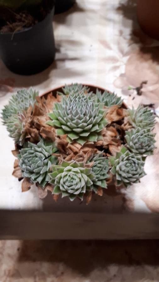 Semprevivo maggiore 21