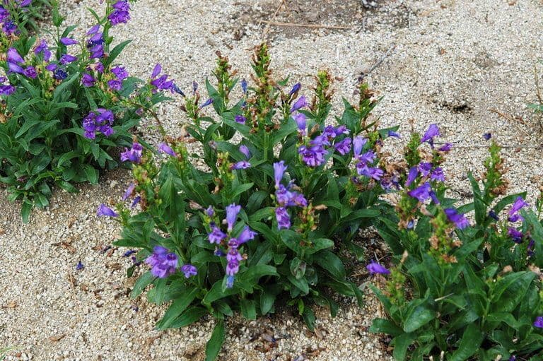 Penstemon cyananthus 6