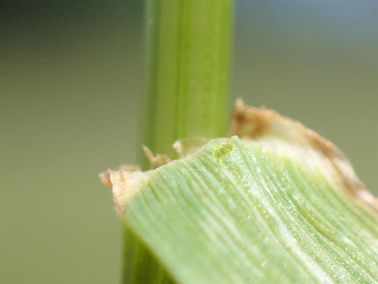 Festuca dei prati 5