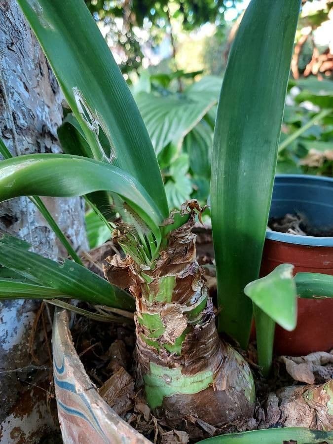 Clivia 23