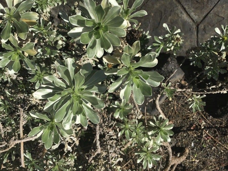 Asteriscus 9
