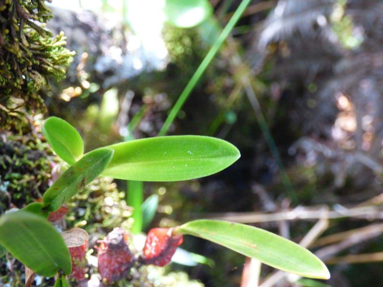 Bulbophyllum 16
