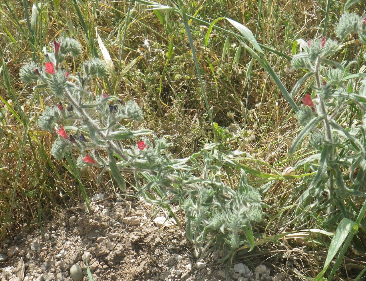 Echium angustifolium 8