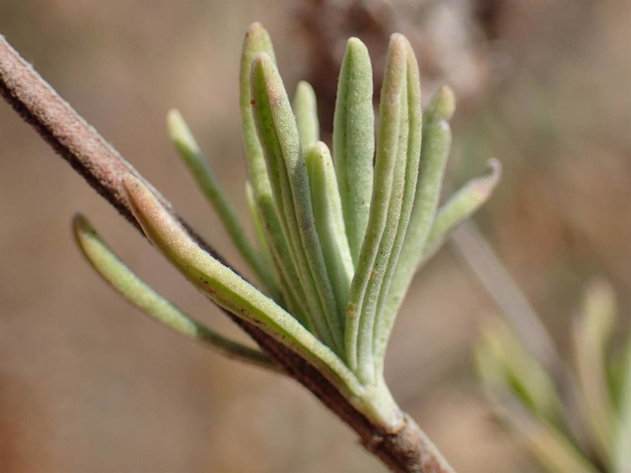 Lavanda selvatica 4