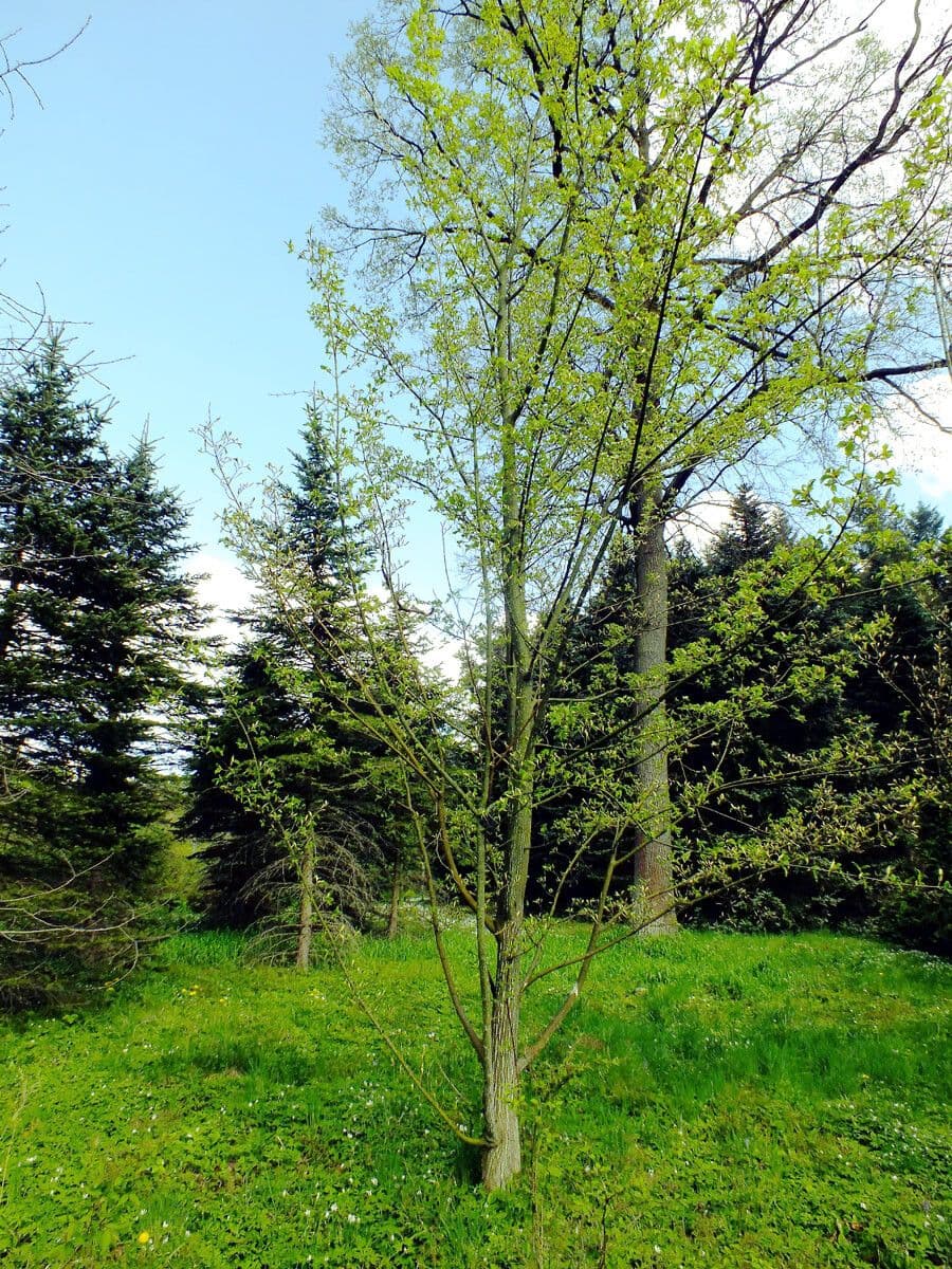 Striped maple 15