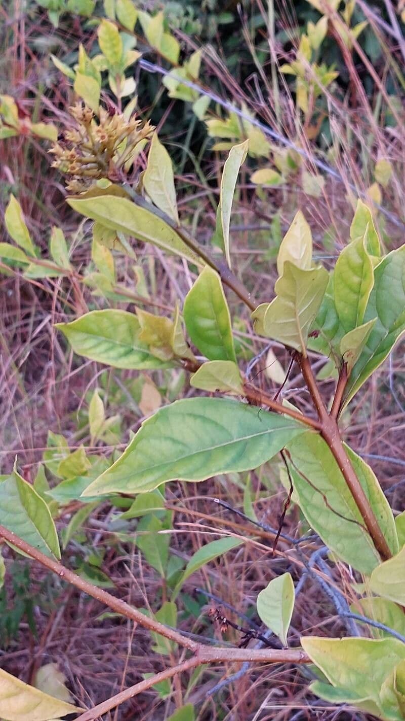 Rotheca 8