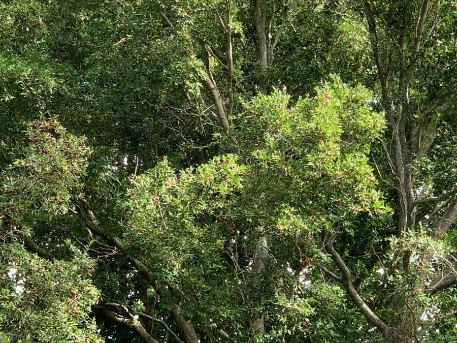 Nectandra