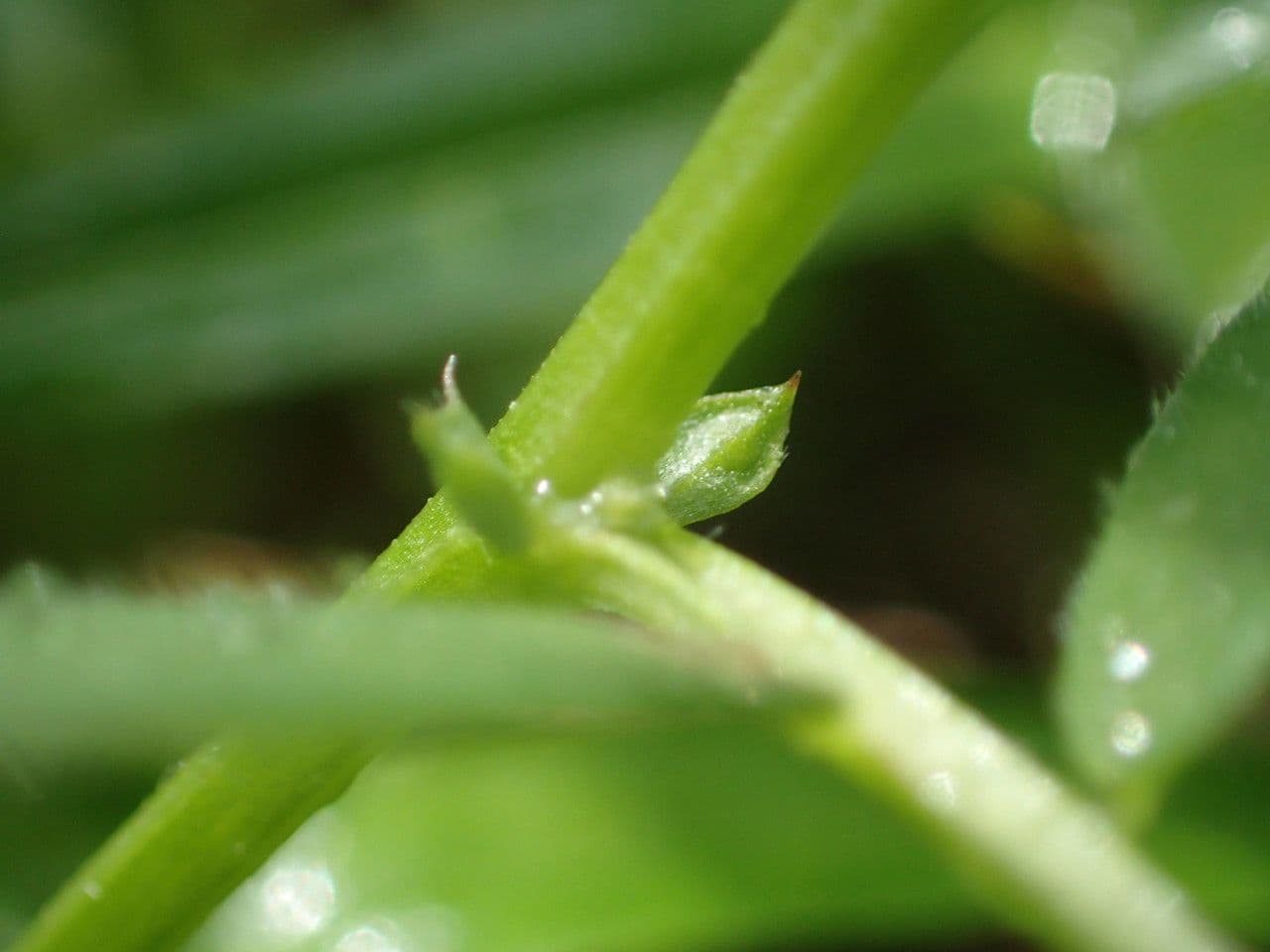 Vicia hybrida 21