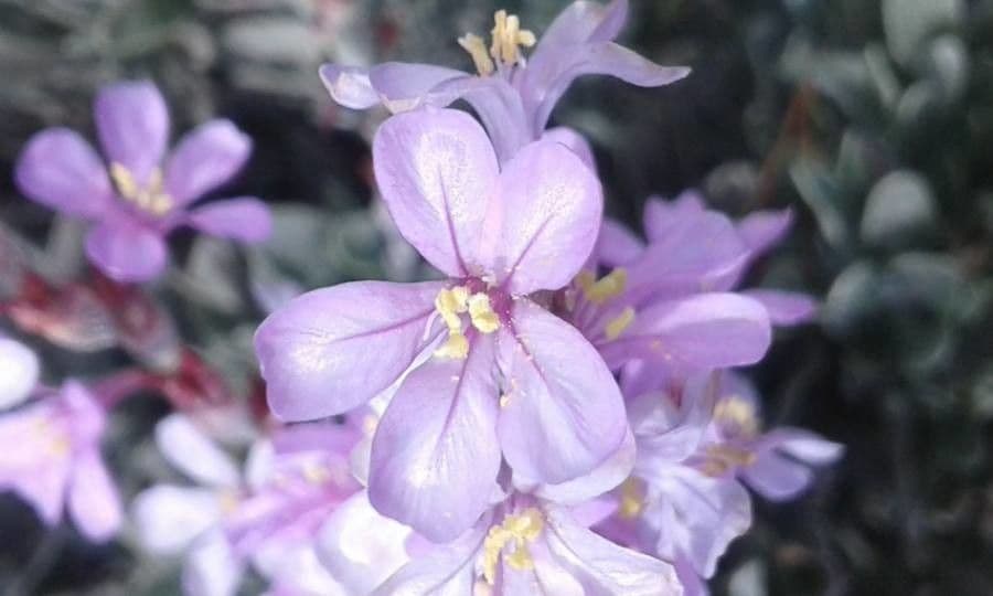Limoniastrum monopetalum 9