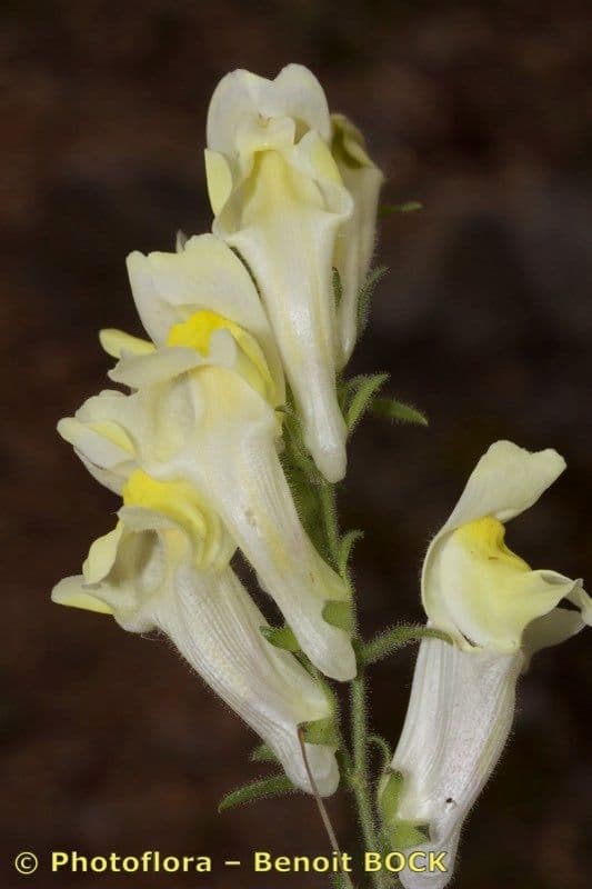 Antirrhinum 4