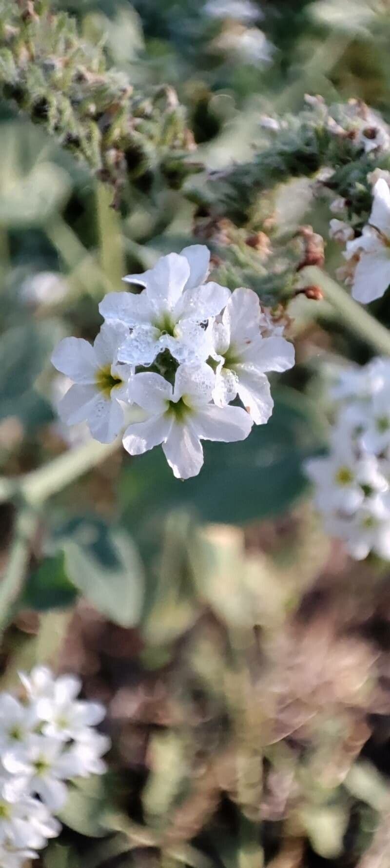 Eliotropio 2